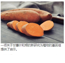 甘薯蛋白质组学和Proteogenomics分析（甘薯）叶和根  中网时尚,stylechina.com
