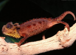 这些日本研究人员正在利用蜘蛛和其他令人毛骨悚然的爬行动物 中网时尚,stylechina.com