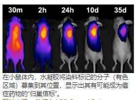 通过活体动物的原位宿主-客体化学在空间上定义药物靶向 中网时尚,stylechina.com