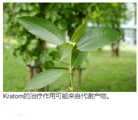 7-羟基米他宁是米他宁的活性代谢产物，是其镇痛作用的关键介质 中网时尚,stylechina.com