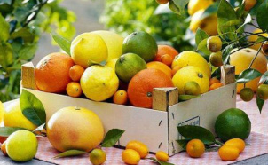 柑橘绿化正在杀死世界上的橙树科学家们竞相帮助 中网时尚,stylechina.com