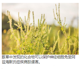 来自青蒿（普通豚草）的Eudesmane糖苷作为潜在的神经保护剂  中网时尚,stylechina.com