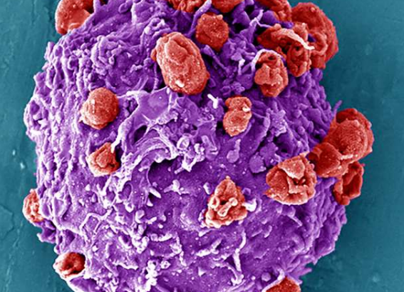 一组研究人员已经开发出一种方法来设计血小板 中网时尚,stylechina.com