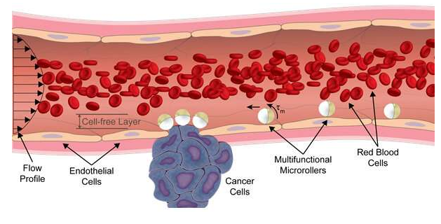 基于白细胞的受生物启发的微型机器人 中网时尚,stylechina.com