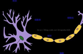 将人工智能（AI）与人类知识相结合的新系统有望更快，更准确地诊断癌症 中网时尚,stylechina.com