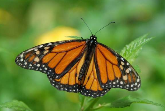无人机的设计源于蝴蝶研究：波动的飞行节省了君主的精力 中网时尚,stylechina.com