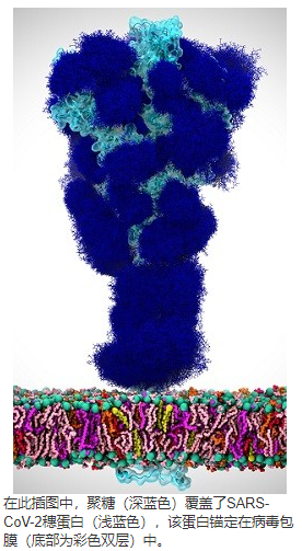 超越屏蔽聚糖在SARS-CoV-2穗蛋白中的作用 中网时尚,stylechina.com