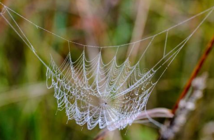 蜘蛛网胶水：从同一DNA序列的相反链表达的两种蛋白质 中网时尚,stylechina.com
