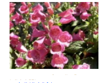 心脏糖苷对结肠癌细胞的单独或与标准化疗药物联合的细胞毒性作用 中网时尚,stylechina.com