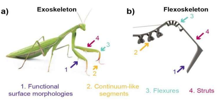 为昆虫启发的机器人制造柔性外骨骼 中网时尚,stylechina.com