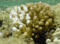 该物质将无害的海洋细菌转变为导致“珊瑚白化”的杀手 中网时尚,stylechina.com