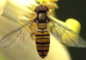 使用体内电化学研究可卡因和其他兴奋剂对果蝇多巴胺转运蛋白的生理作用 中网时尚,stylechina.com