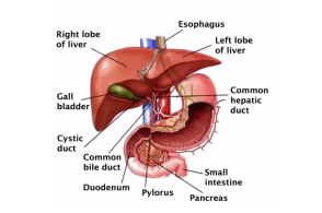 从PROTEOMESKY -LIVERHu 1.0（一个公开可用的数据库）对人肝蛋白质组的首次见解 中网时尚,stylechina.com