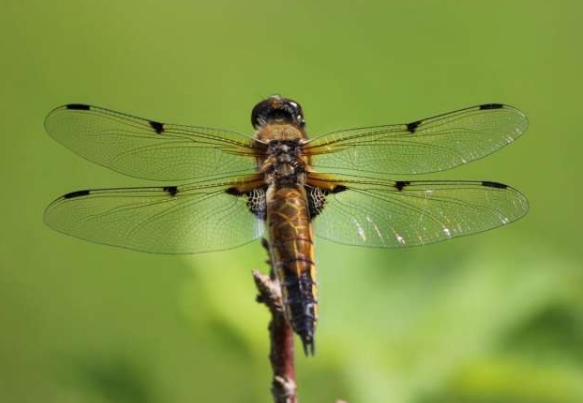 古代掠食者激发远见卓识的研究：昆虫激励着南澳大利亚大学的研究人员根据其非凡的远见创造出新技术 中网时尚,stylechina.com