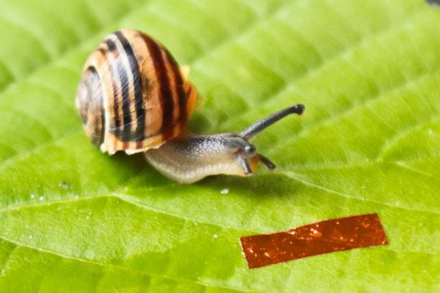 厘米长的蜗牛机器人由灯光驱动 中网时尚,stylechina.com