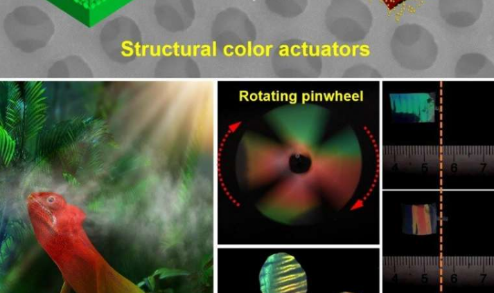 变色龙启发的结构色彩软机器人可以与环境互动 中网时尚,stylechina.com