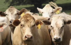 Shoo Fly l猫薄荷油可驱除苍蝇，蜡基猫薄荷油制剂对苍蝇的驱避性 中网时尚,stylechina.com