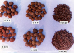 在保护昂贵的转基因种子的努力中正日益普及 中网时尚,stylechina.com