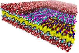 木材的主要结构块是每个木质单元周围的次生壁,次级壁由称为纤维素和半纤维素的大型聚合物基质制成 中网时尚,stylechina.com