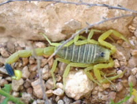 氯毒素标记的磁性纳米载体,用于靶向基因递送至胶质瘤 中网时尚,stylechina.com