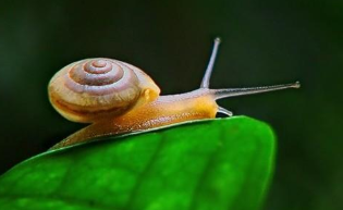 蜗牛吐水缓解疼痛：海蜗牛唾液可能成为治疗最严重疼痛的新方法 中网时尚,stylechina.com