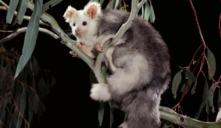 科学家在澳大利亚发现了两种有袋动物新物种 中网时尚,stylechina.com