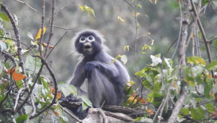 科学家发现了新的濒危灵长类物种，仅剩260种 中网时尚,stylechina.com