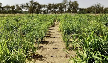 这家初创公司希望将迪拜的沙漠变成农田 中网时尚,stylechina.com