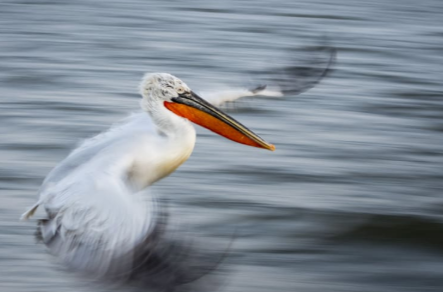 今年不可思议的英国生态学会摄影比赛获奖者 中网时尚,stylechina.com