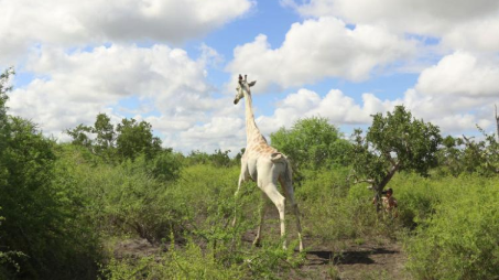 世界上唯一已知的白长颈鹿装有追踪装置 中网时尚,stylechina.com