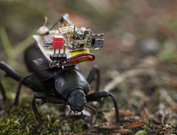 该摄像机也可以骑在昆虫上，使每个人都有机会看到蚁人世界的景色 中网时尚,stylechina.com