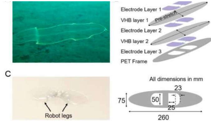 因为它可以使动物与周围环境融为一体,避免掠食者并掩盖其活动 中网时尚,stylechina.com