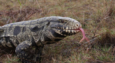 巨大的蜥蜴的入侵物种已经穿越东南 中网时尚,stylechina.com