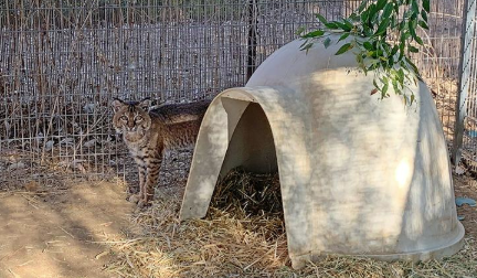 从加利福尼亚野火中救出的山猫经过烧伤治疗,然后释放回野外 中网时尚,stylechina.com