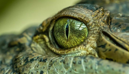 澳大利亚发现“沼泽之王”史前鳄鱼 中网时尚,stylechina.com