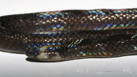 科学家发现隐藏在视线中的一种新蛇 中网时尚,stylechina.com