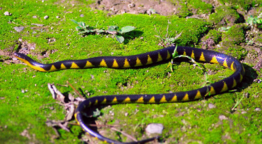 2020年命名的503种新物种中的“极度濒危”猴子和装甲 中网时尚,stylechina.com