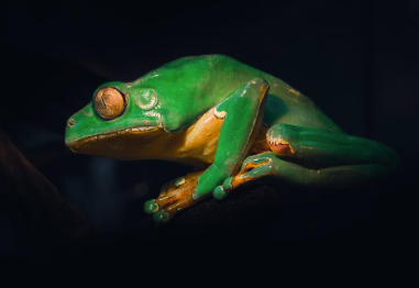 最新的排毒热潮可能会让您的喉咙变青蛙 中网时尚,stylechina.com