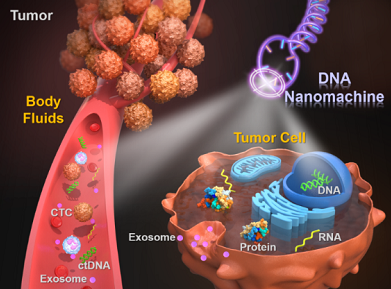北航常凌乾课题组:用于在体液和活细胞中识别癌症标志物的DNA纳米机器 中网时尚,stylechina.com