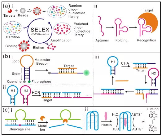 北航常凌乾课题组:用于在体液和活细胞中识别癌症标志物的DNA纳米机器 中网时尚,stylechina.com