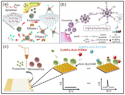 北航常凌乾课题组:用于在体液和活细胞中识别癌症标志物的DNA纳米机器 中网时尚,stylechina.com