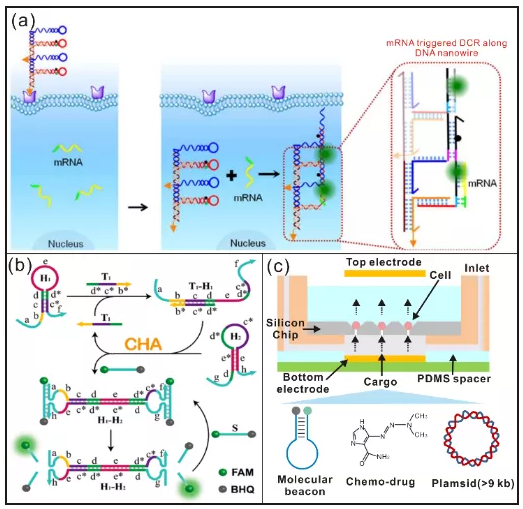 北航常凌乾课题组:用于在体液和活细胞中识别癌症标志物的DNA纳米机器 中网时尚,stylechina.com