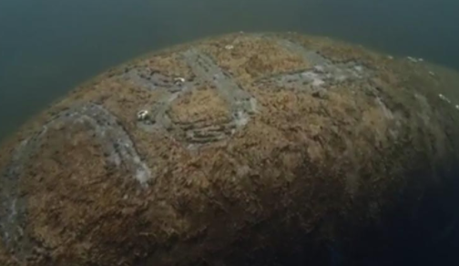 在动物的背上发现“特朗普”一词后，海牛受到了调查 中网时尚,stylechina.com