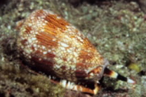 海洋芋螺毒素交货的蛋白质组学审讯-新的见解毒液灯泡的作用 中网时尚,stylechina.com