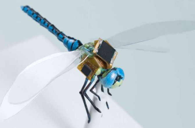 一种实际的蜻蜓昆虫被操纵以制造出一种飞行器 中网时尚,stylechina.com