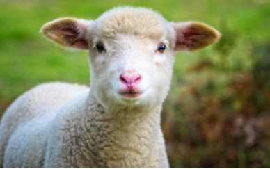 一项新研究表明人造心脏瓣膜可以在羔羊中生长并发挥作用 中网时尚,stylechina.com