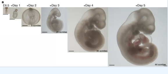 Nature:人造机器子宫!以色列科学家首次在人造子宫中培养哺乳动物胚胎 中网时尚,stylechina.com
