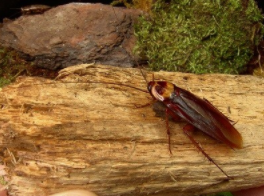 神经肽的发现有一天可以帮助战胜可怕的蟑螂 中网时尚,stylechina.com