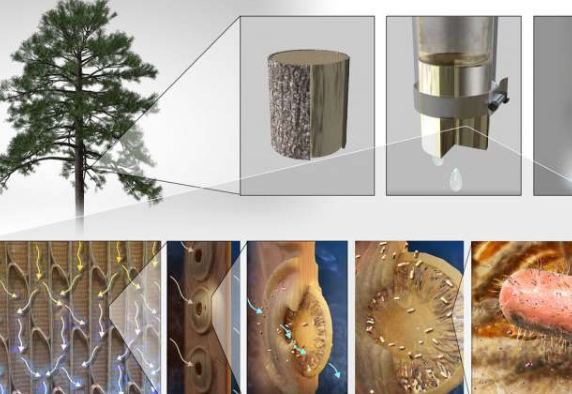 开花的树木（如松树和银杏树）的内部装有边材，内衬有被称为木质部的稻草状导管 中网时尚,stylechina.com