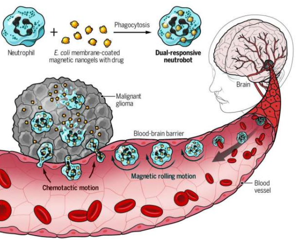 哈尔滨工业大学的研究人员与哈尔滨医科大学附属第一医院的合作伙伴共同开发了一种微型机器人 中网时尚,stylechina.com
